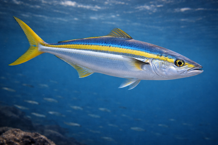 Rainbow Runner: Facts, Records, and How to Catch Them | FishyAF Species #448