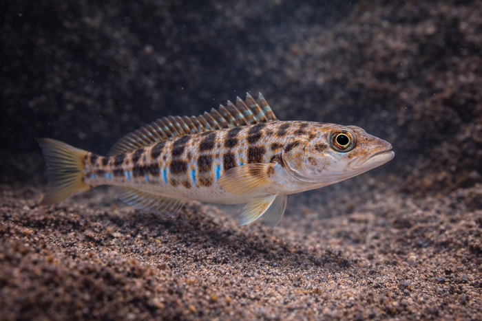 Sand Perch: Facts, Records, and How to Catch Them | FishyAF Species #452