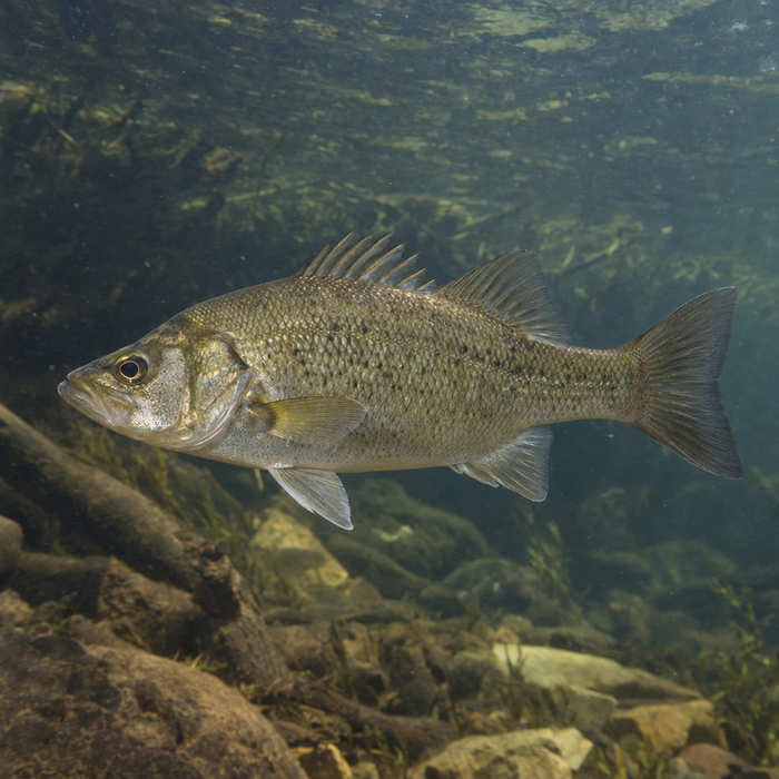Australian Bass: Facts, Records, and How to Catch Them | FishyAF