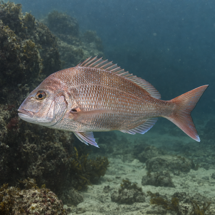 Australian Snapper: Facts, Records, and How to Catch Them | FishyAF