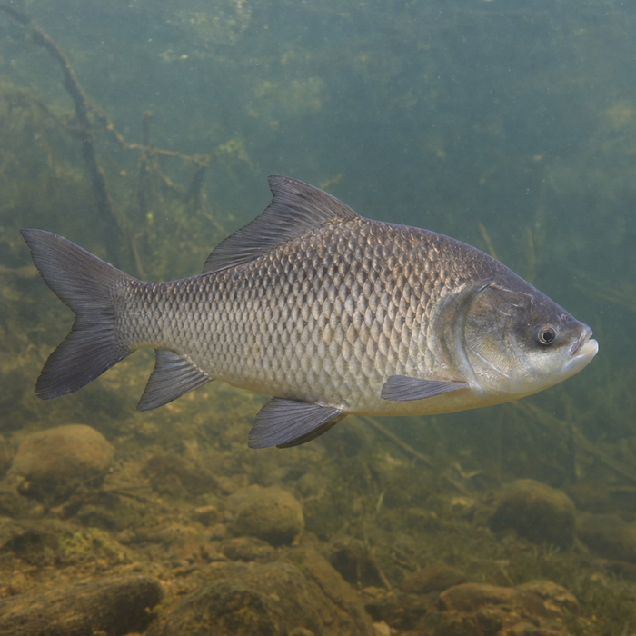 Catla: Facts, Records, and How to Catch Them | FishyAF
