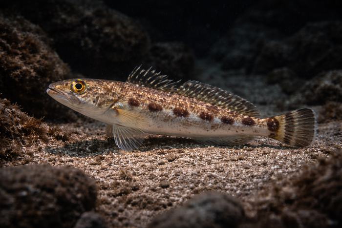 Dwarf Sandperch: Facts, Records, and How to Catch Them | FishyAF Species #264