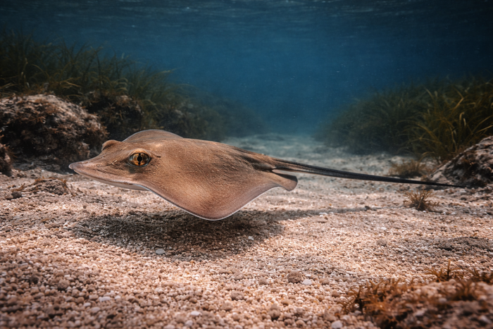 Atlantic Stingray: Facts, Records, and How to Catch Them | FishyAF Species #217