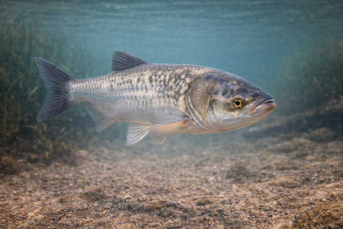 Bighead Carp: Facts, Records, and How to Catch Them | FishyAF Species #99