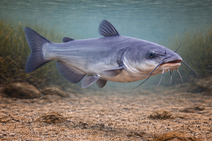 Blue Catfish: Facts, Records, and How to Catch Them | FishyAF Species #104