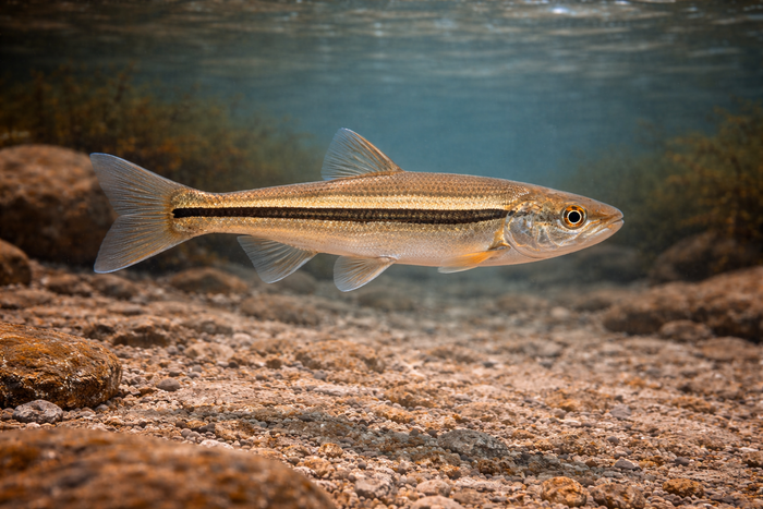 Bridle Shiner: Facts, Records, and How to Catch Them | FishyAF Species #160