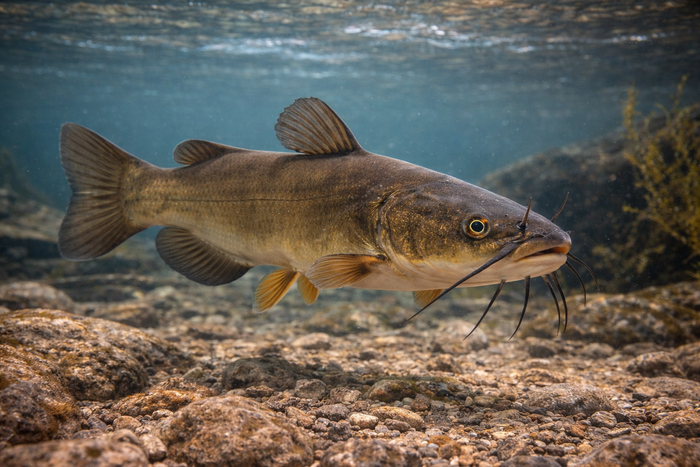 Brown Bullhead: Facts, Records, and How to Catch Them | FishyAF Species #109