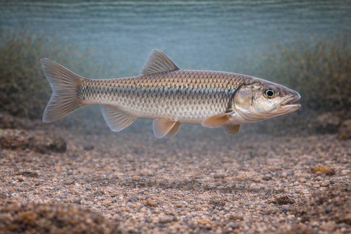 Fallfish: Facts, Records, and How to Catch Them | FishyAF Species #116
