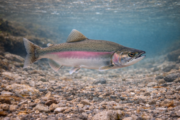Pink Salmon: Facts, Records, and How to Catch Them | FishyAF Species #90