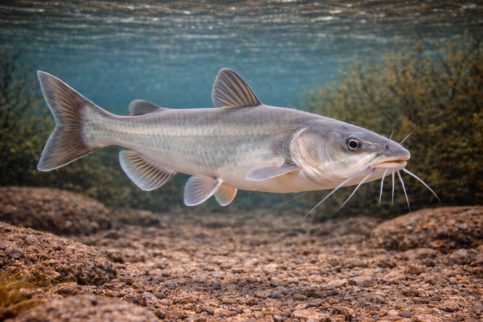 White Catfish: Facts, Records, and How to Catch Them | FishyAF Species #146
