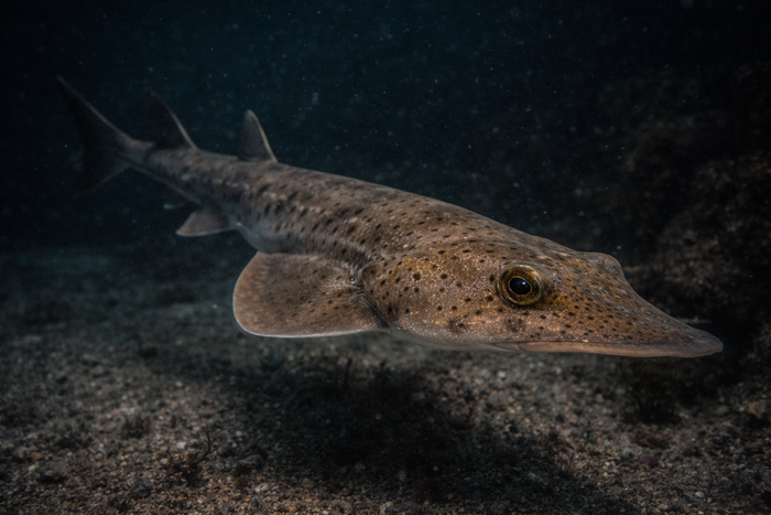 Guitarfish: Facts, Records, and How to Catch Them | FishyAF Species #285