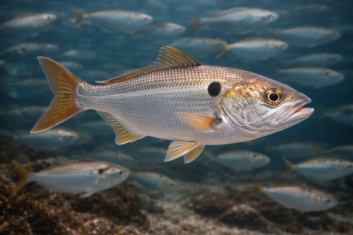 Gulf Menhaden: Facts, Records, and How to Catch Them | FishyAF Species #287