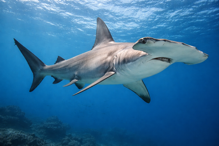 Hammerhead Shark: Facts, Records, and How to Catch Them | FishyAF Species #290