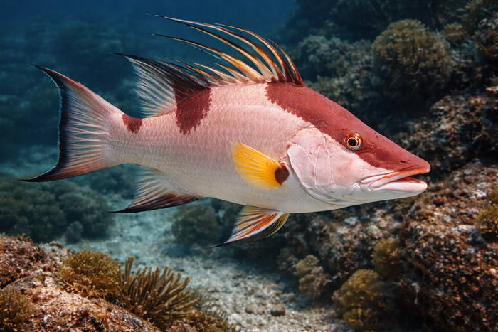 Hogfish: Facts, Records, and How to Catch Them | FishyAF Species #291