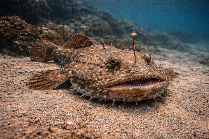 Monkfish: Facts, Records, and How to Catch Them | FishyAF Species #309