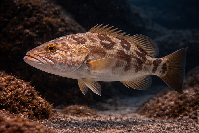 Scamp Grouper: Facts, Records, and How to Catch Them | FishyAF Species #355