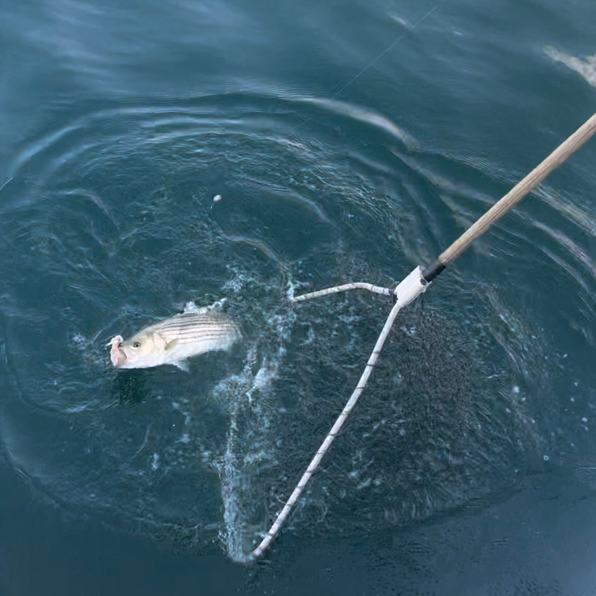 'The Striper Stumble' hosted by FishyAF - July 19, 2025