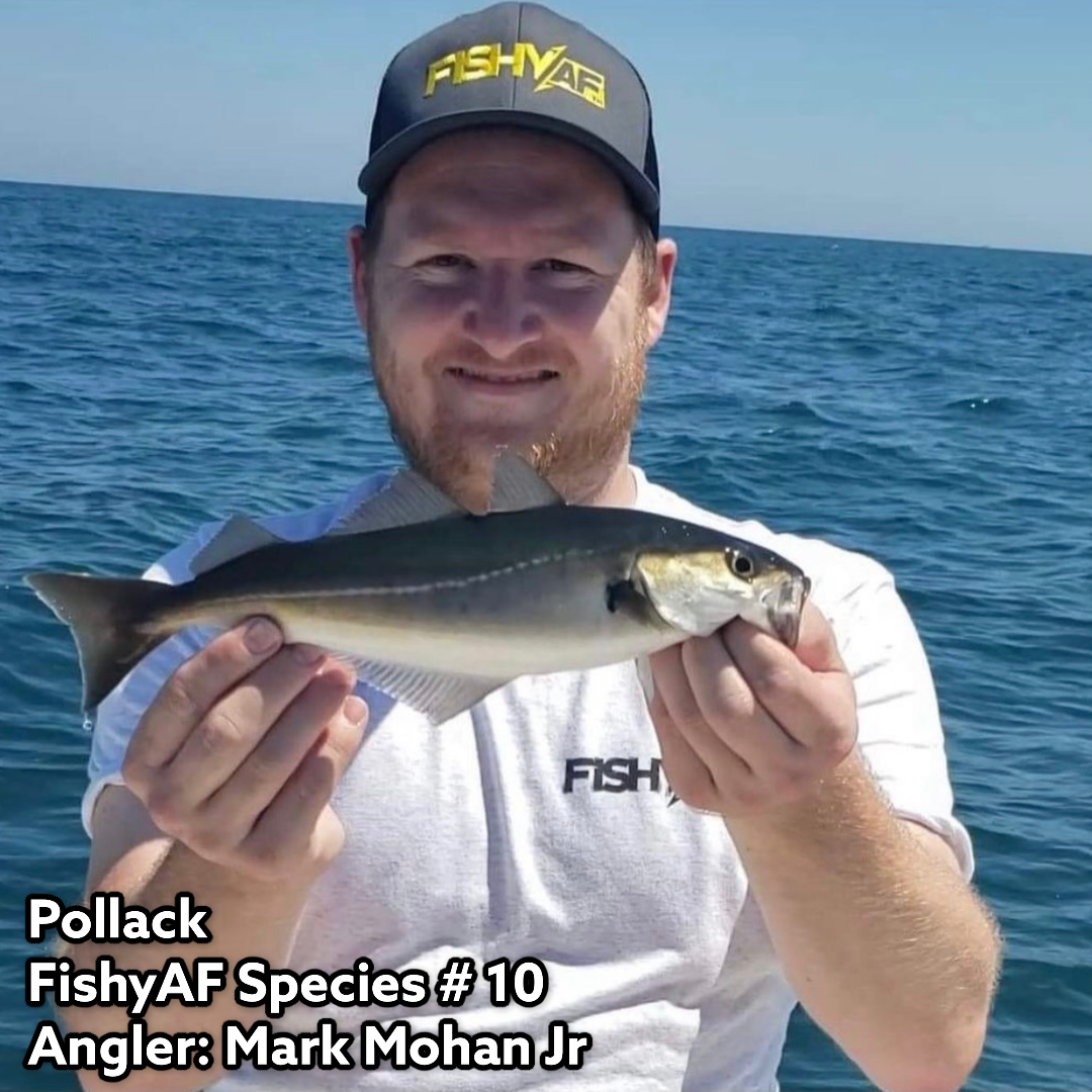 Pollack - FishyAF Species #10