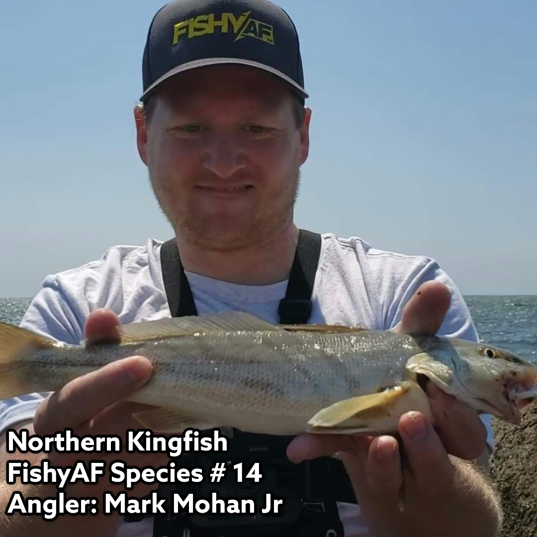 Northern Kingfish - FishyAF Species #14