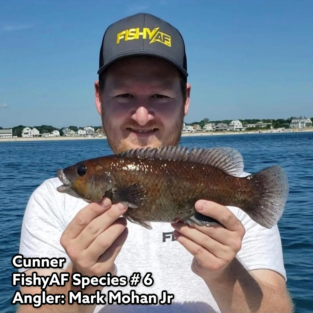 Cunner - FishyAF Species #6