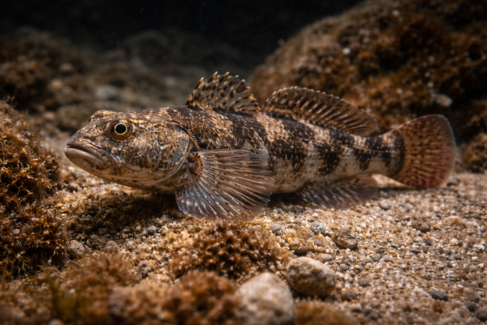 Antillies Frillfin Goby: Facts, Records, and How to Catch Them | FishyAF Species #417