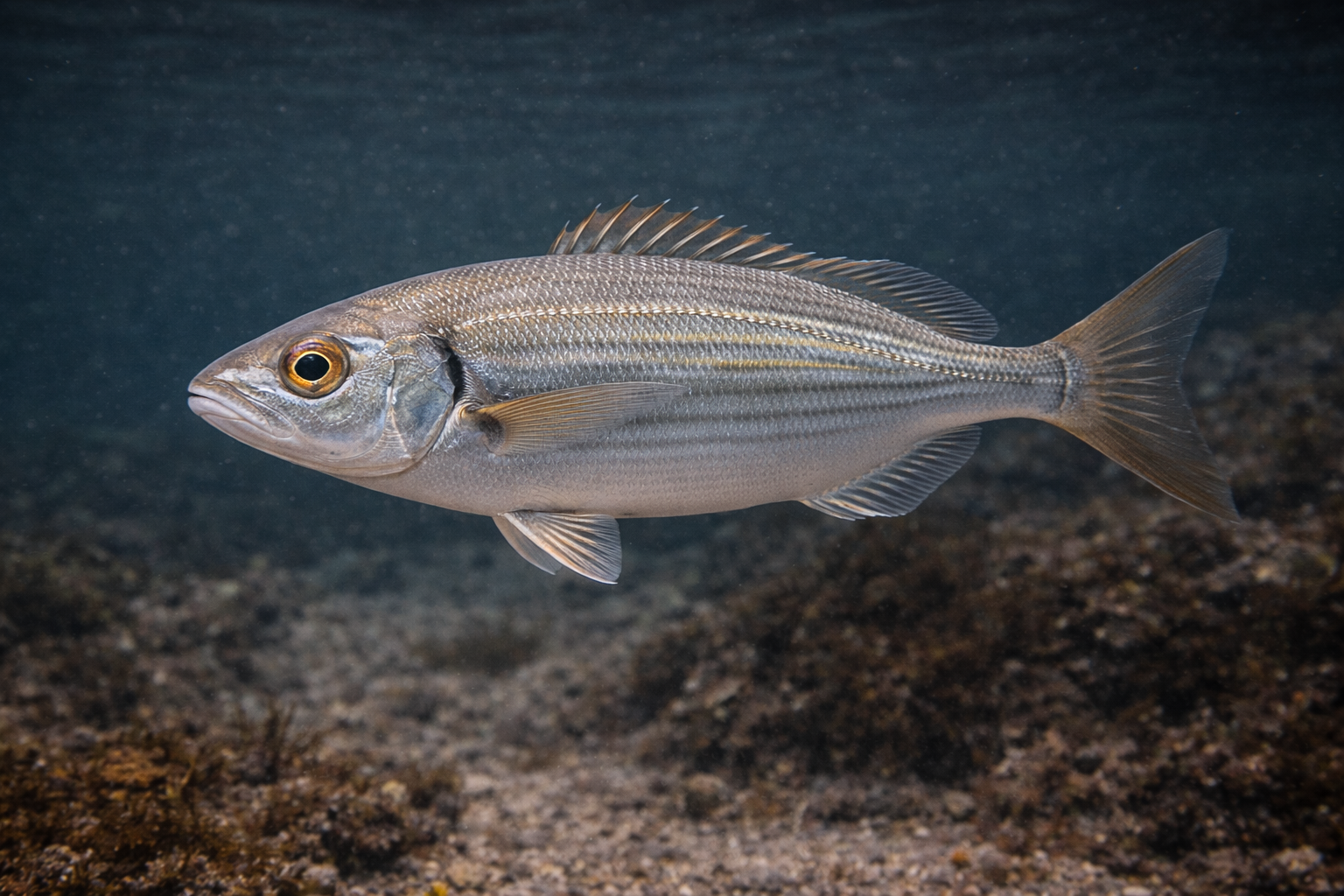 Boops Boops: Facts, Records, and How to Catch Them | FishyAF Species