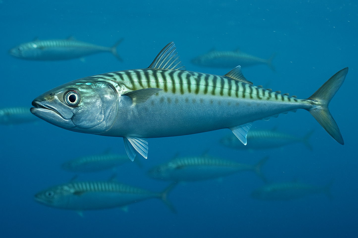 Atlantic Mackerel: Facts, Records, and How to Catch Them | FishyAF Species #43