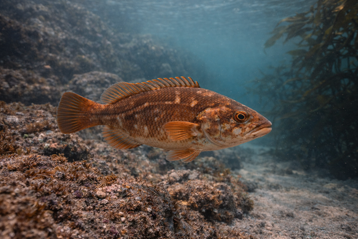 Cunner: Facts, Records, and How to Catch Them | FishyAF Species #49