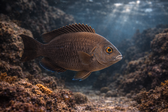 Dusky Dame: Facts, Records, and How to Catch Them | FishyAF Species #435