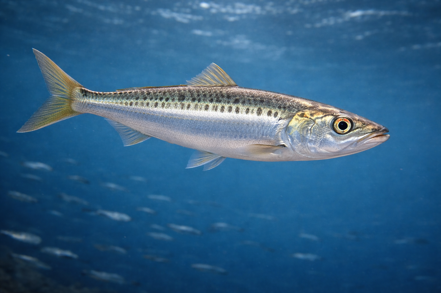 Pilchard: Facts, Records, and How to Catch Them | FishyAF Species #447