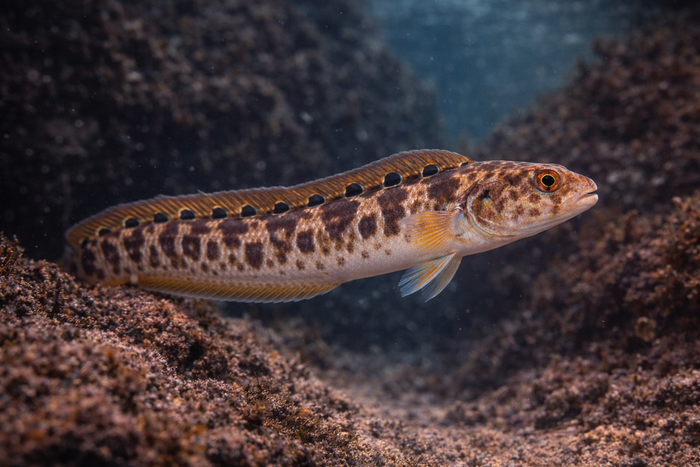 Rock Gunnel: Facts, Records, and How to Catch Them | FishyAF Species #449