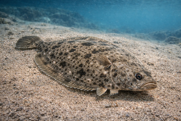 Southern Flounder: Facts, Records, and How to Catch Them | FishyAF Species #372