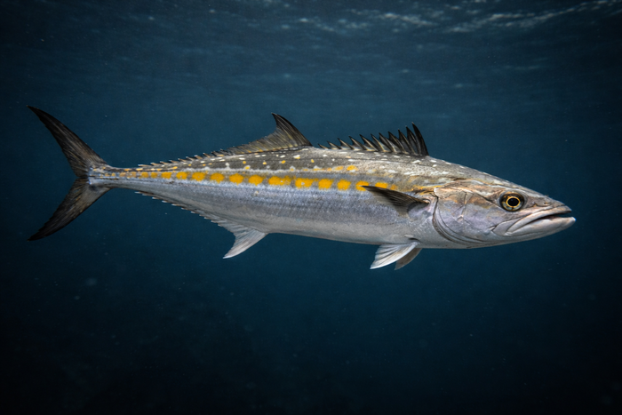 Cero Mackerel: Facts, Records, and How to Catch Them | FishyAF Species #256