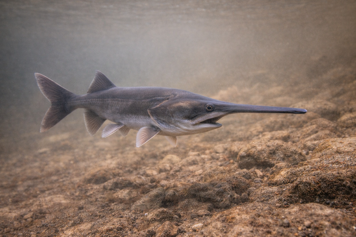 American Paddlefish: Facts, Records, and How to Catch Them | FishyAF Species #96