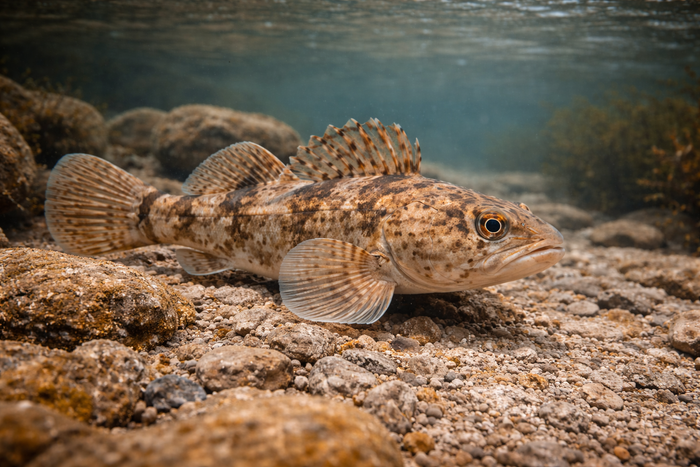 Banded Sculpin: Facts, Records, and How to Catch Them | FishyAF Species #158