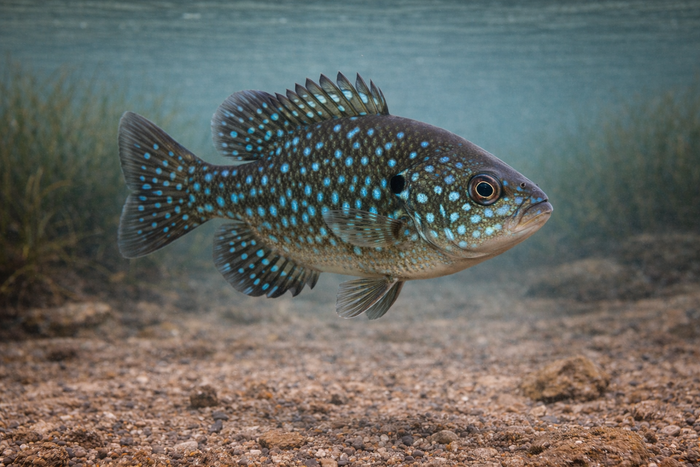 Blue Spotted Sunfish: Facts, Records, and How to Catch Them | FishyAF Species #105