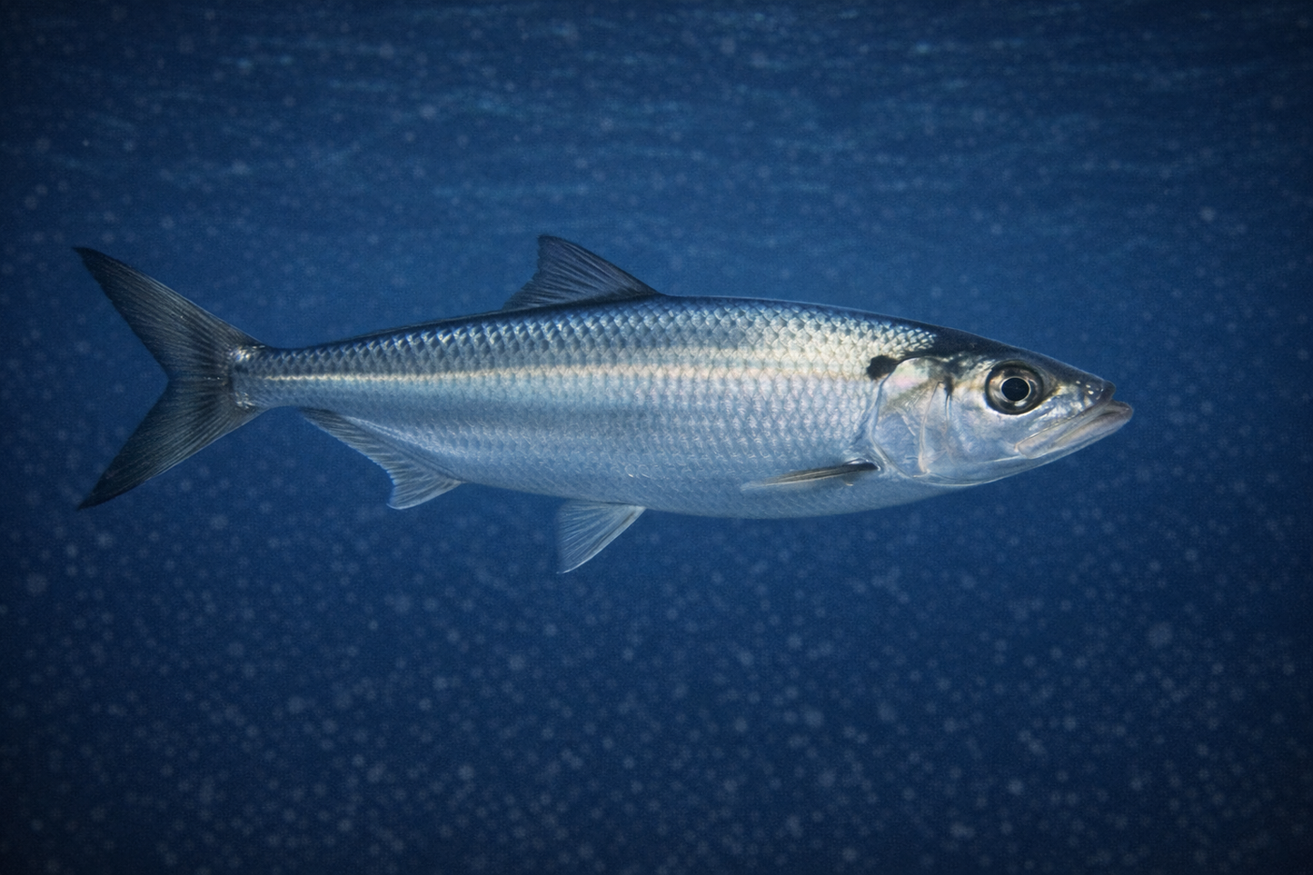Blueback Herring: Facts, Records, and How to Catch Them | FishyAF Species #241