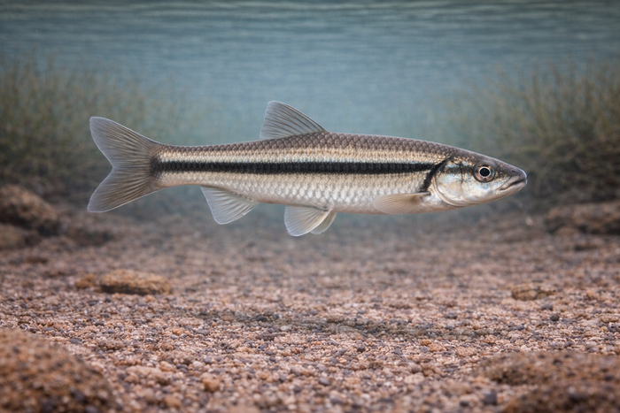 Creek Shiner: Facts, Records, and How to Catch Them | FishyAF Species #114
