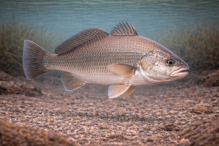 Freshwater Drum: Facts, Records, and How to Catch Them | FishyAF Species #117