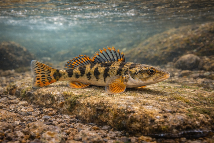 Fringed Darter: Facts, Records, and How to Catch Them | FishyAF Species #170