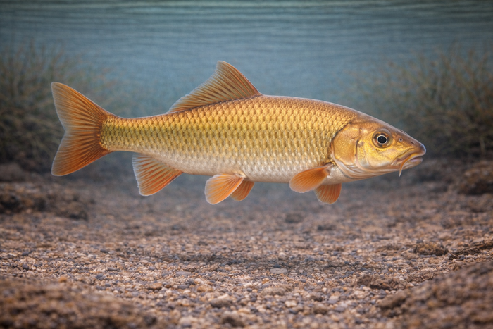 Golden Redhorse: Facts, Records, and How to Catch Them | FishyAF Species #118