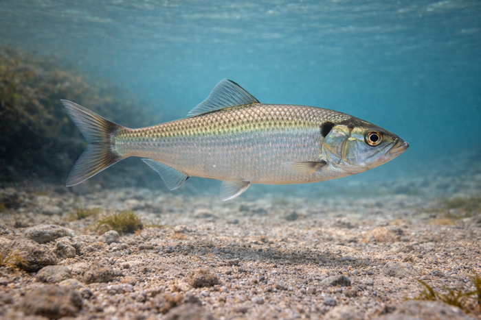 Hickory Shad: Facts, Records, and How to Catch Them | FishyAF Species #87