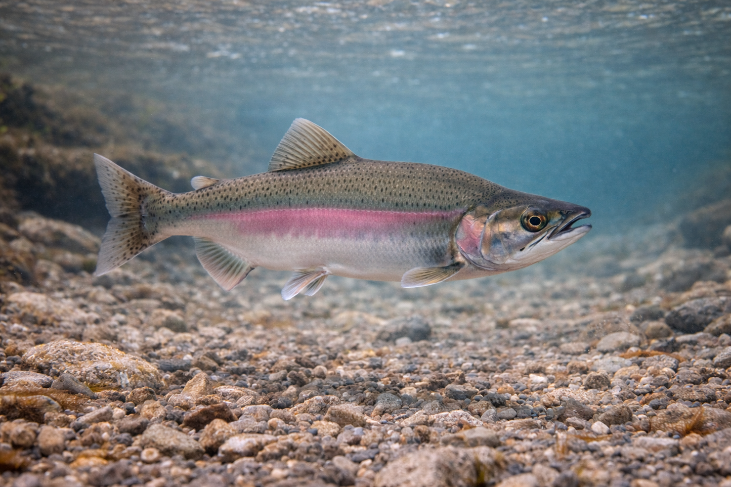 Pink Salmon: Facts, Records, and How to Catch Them | FishyAF Species #90