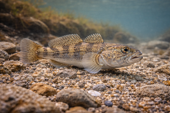 Round Goby: Facts, Records, and How to Catch Them | FishyAF Species #92