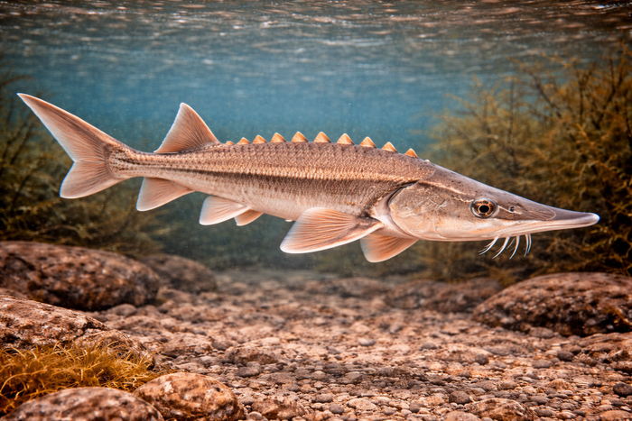 Shovel Nose Sturgeon: Facts, Records, and How to Catch Them | FishyAF Species #141