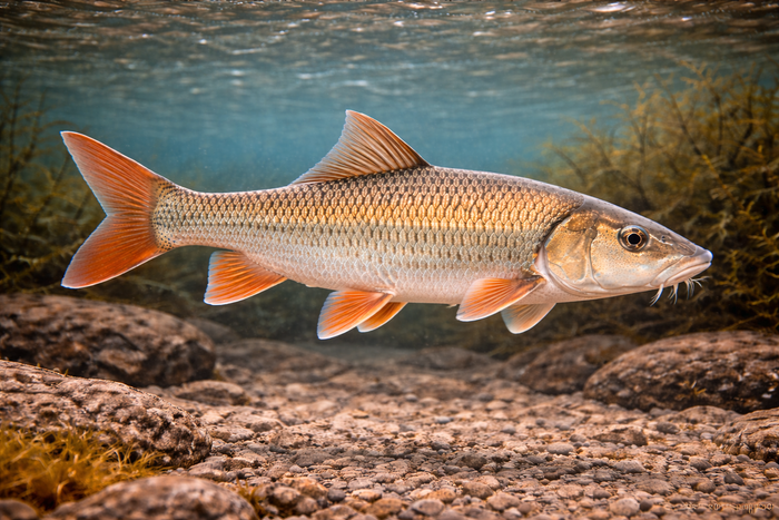 Silver Redhorse: Facts, Records, and How to Catch Them | FishyAF Species #142