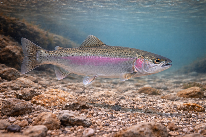 Steelhead: Facts, Records, and How to Catch Them | FishyAF Species #94