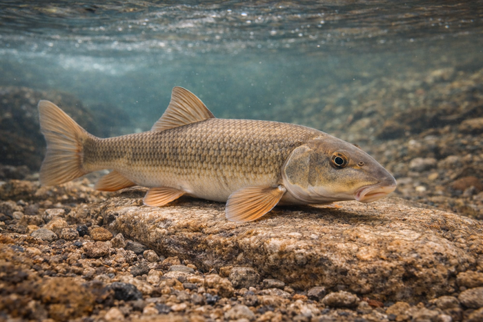 White Sucker: Facts, Records, and How to Catch Them | FishyAF Species #148