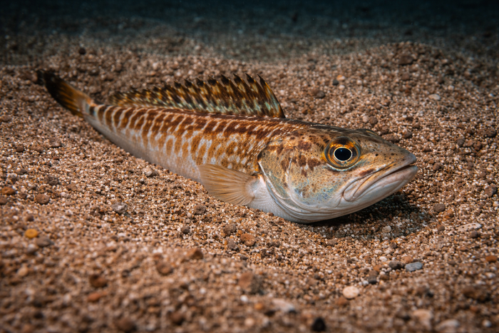 Greater Weever: Facts, Records, and How to Catch Them | FishyAF Species #282