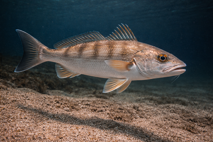 Gulf Kingfish: Facts, Records, and How to Catch Them | FishyAF Species #286